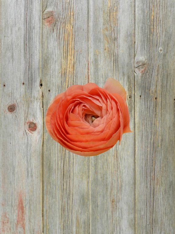PEACH RANUNCULUS